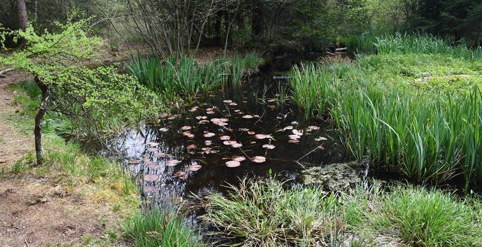 Weiher im Schutzgebiet Hudelmoos