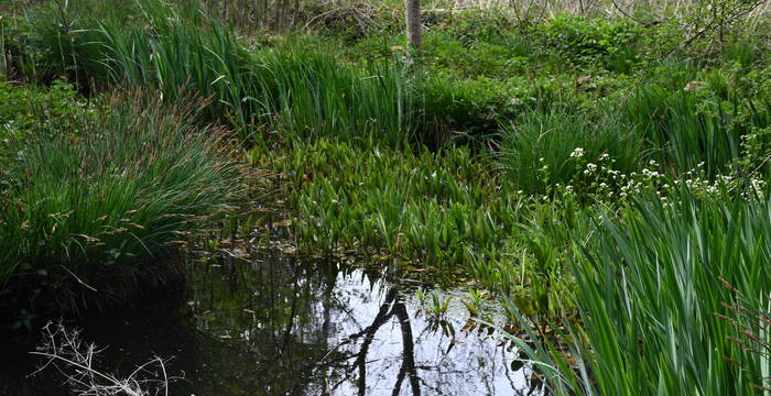 Weiher im Schutzgebiet Hudelmoos