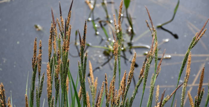 Weiher im Schutzgebiet Hudelmoos