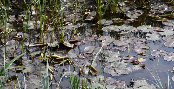 Weiher im Schutzgebiet Hudelmoos