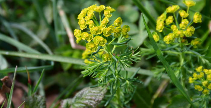 Cypress spurge im Schutzgebiet Hudelmoos