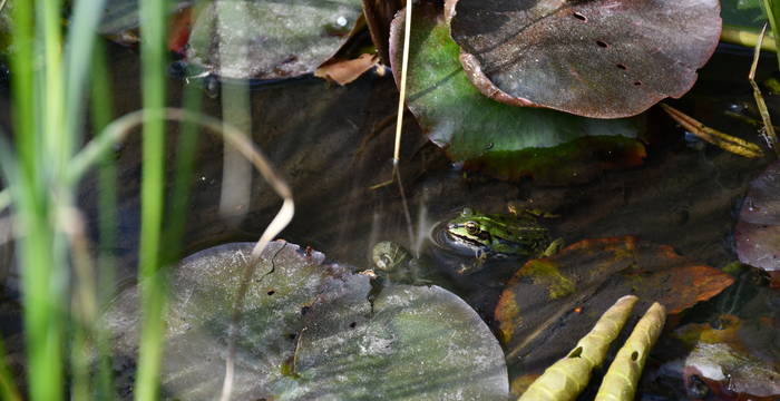 Frosch im Schutzgebiet Hudelmoos