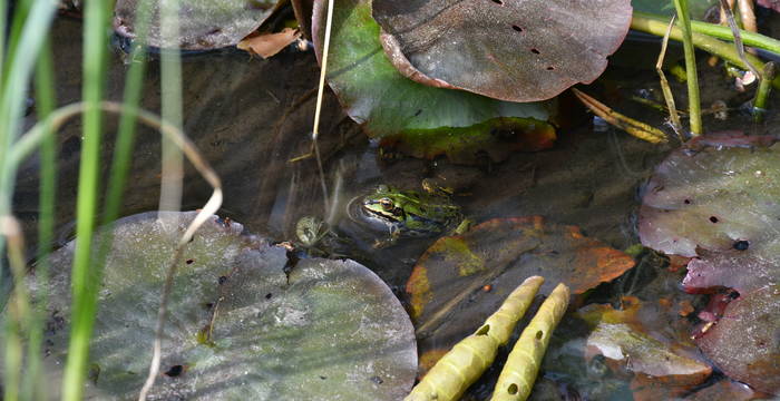 Frosch im Schutzgebiet Hudelmoos