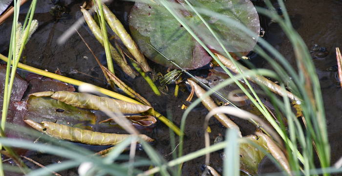 Frosch im Schutzgebiet Hudelmoos