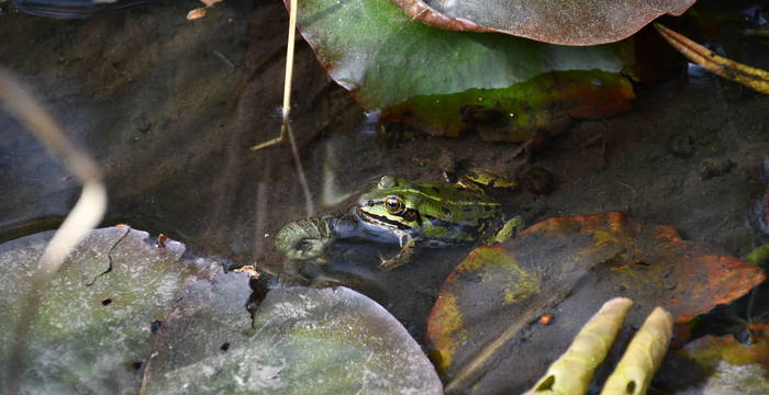 Frosch im Schutzgebiet Hudelmoos