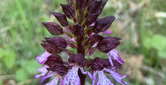 Orchis Purpurea am Schutzgebiet Immenberg