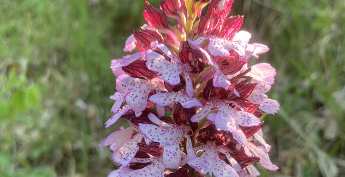 Orchis Purpurea am Schutzgebiet Immenberg