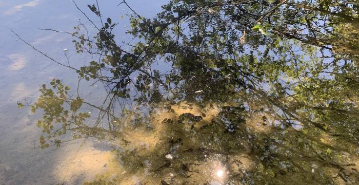 Kaulquappen im Schutzgebiet Lengwiler Weiher