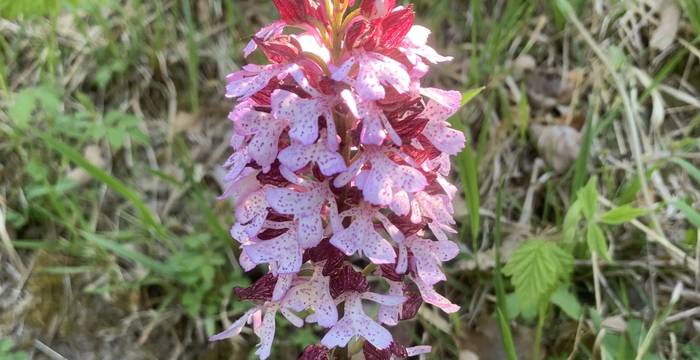 Orchis Purpurea am Schutzgebiet Immenberg