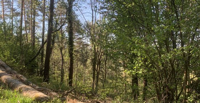 Wald im Schutzgebiet Immenberg