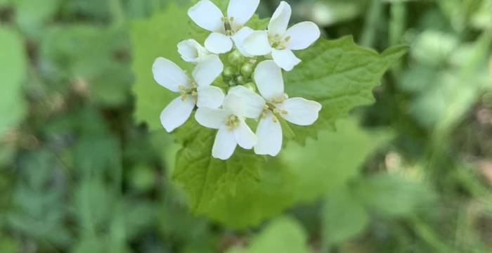 Alliaria Petiolata im Schutzgebiet Lengwiler Weiher