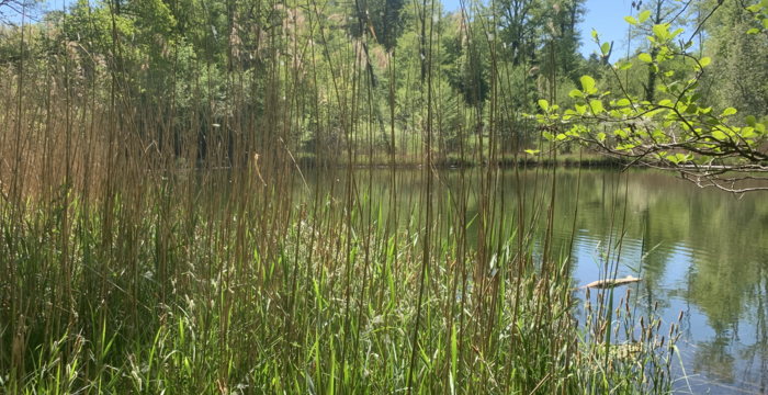 Lengwiler Weiher im Schutzgebiet Lengwiler Weiher