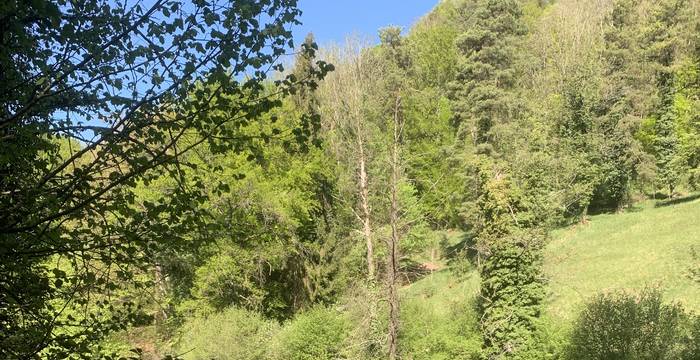 Wald im Schutzgebiet Immenberg