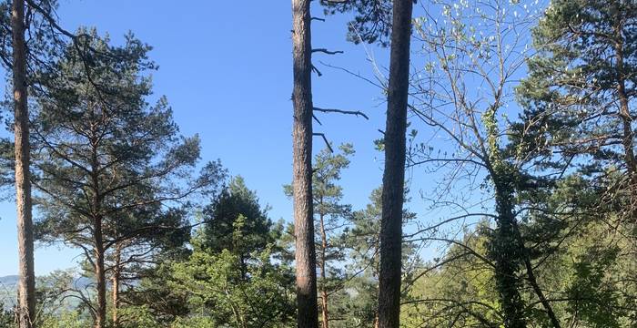 Wald im Schutzgebiet Immenberg