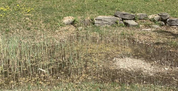 Tümpel im Schutzgebiet Ottenberg