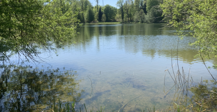 Lengwiler Weiher im Schutzgebiet Lengwiler Weiher