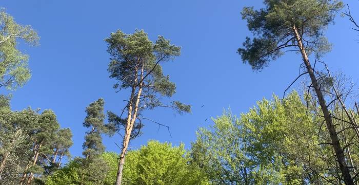 Wald im Schutzgebiet Immenberg