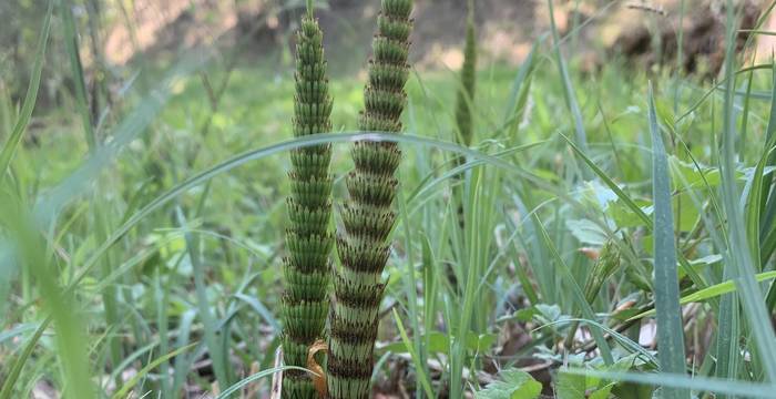 Equisetum Telmateia am Schutzgebiet Immenberg