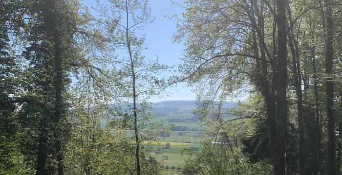 Wald im Schutzgebiet Immenberg