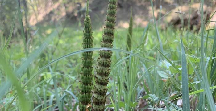 Equisetum Telmateia am Schutzgebiet Immenberg