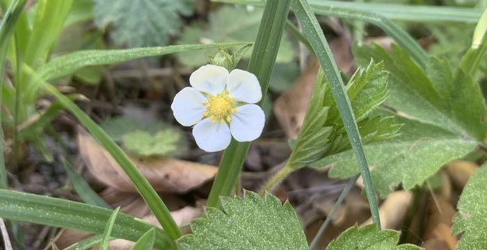 Fragaria Daltoniana am Schutzgebiet Immenberg