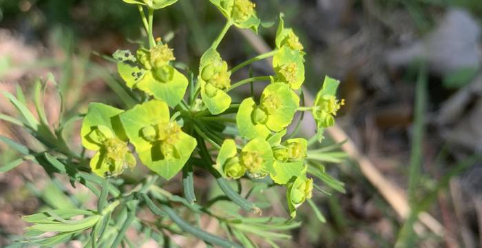 Cyprese Spurge am Schutzgebiet Immenberg