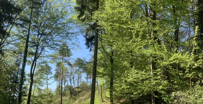 Wald im Schutzgebiet Immenberg