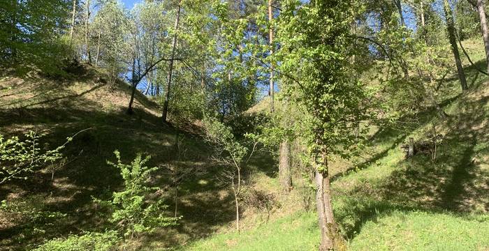 Wald im Schutzgebiet Immenberg