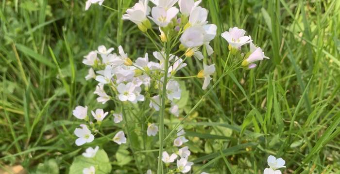 Cardamine Pratensis im Schutzgebiet Lengwiler Weiher