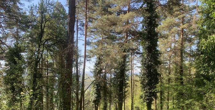 Wald im Schutzgebiet Immenberg