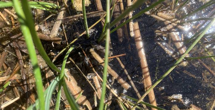 Kaulquappe im Schutzgebiet Ottenberg