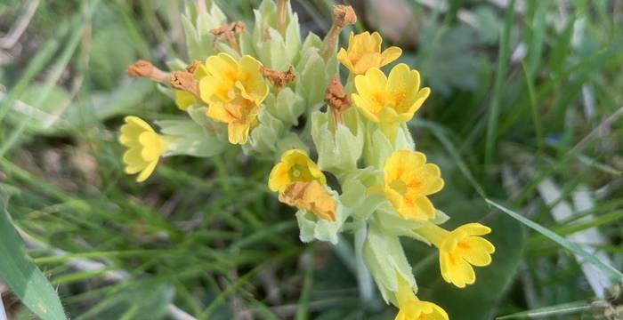 Cyprese Spurge am Schutzgebiet Immenberg