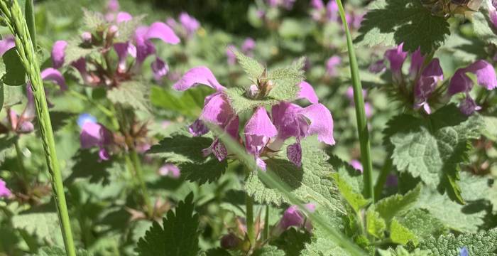 Lamium Maculatum im Schutzgebiet Lengwiler Weiher