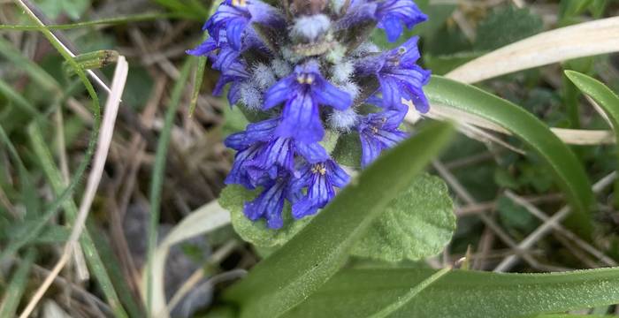 Ajuga Reptans am Schutzgebiet Immenberg @ sheelasteiger