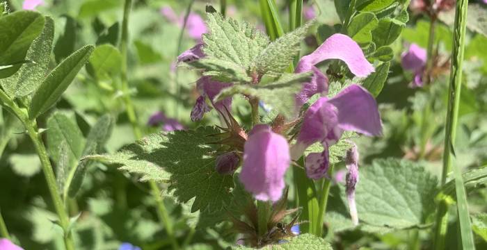 Lamium Maculatum im Schutzgebiet Lengwiler Weiher