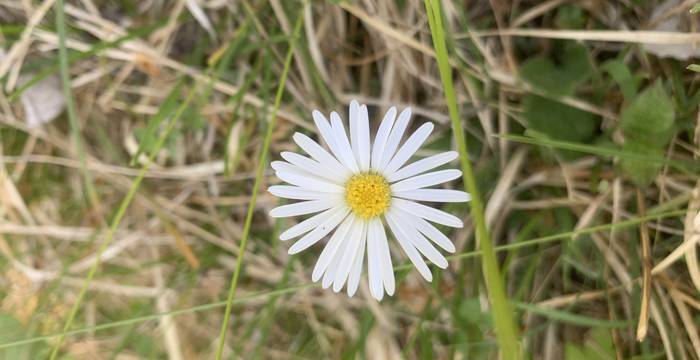 Gänseblümchen im Schutzgebiet Immenberg @ sheelasteiger