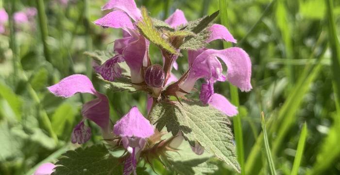 Lamium Maculatum im Schutzgebiet Lengwiler Weiher