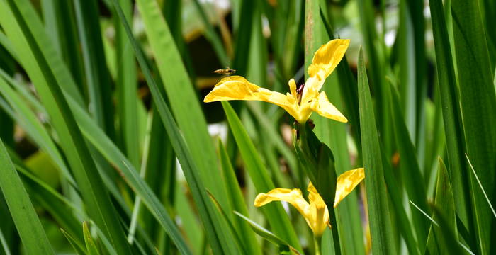 Iris Pseudacorus im Schutzgebiet Hudelmoos