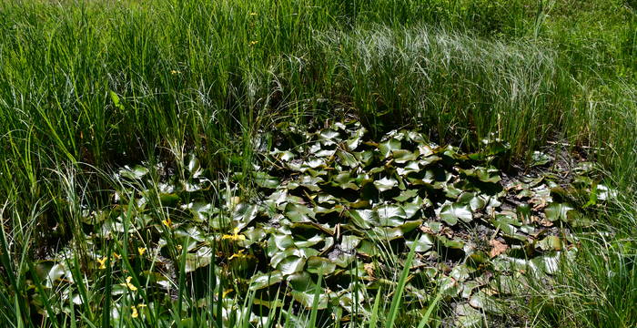 Tümpel im Schutzgebiet Hudelmoos