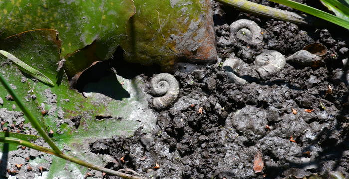 Muscheln im Schutzgebiet Hudelmoos