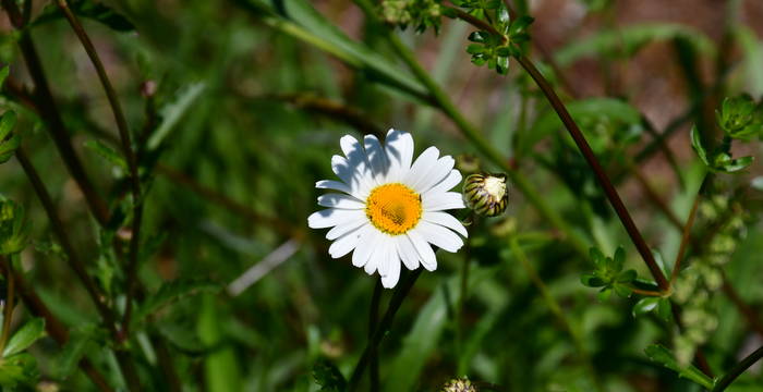 Leucanthemum im Schutzgebiet Hudelmoos