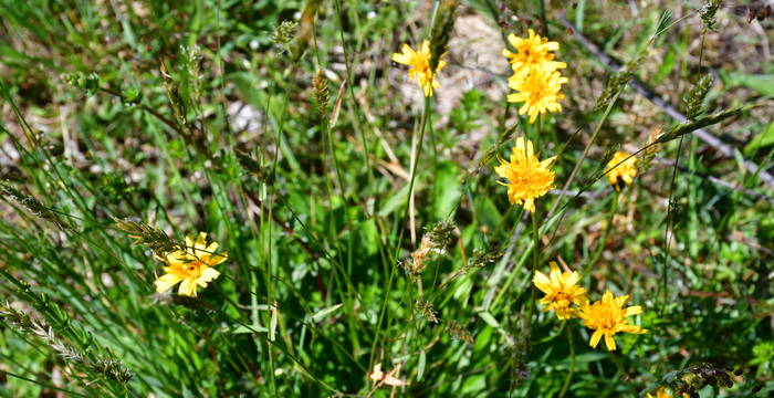 Goldröschen im Schutzgebiet Hudelmoos