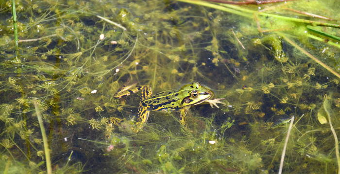 Wasserfrosch im Schutzgebiet Hudelmoos