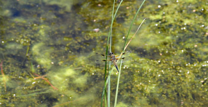 Vierfleck Libelle im Schutzgebiet Hudelmoos