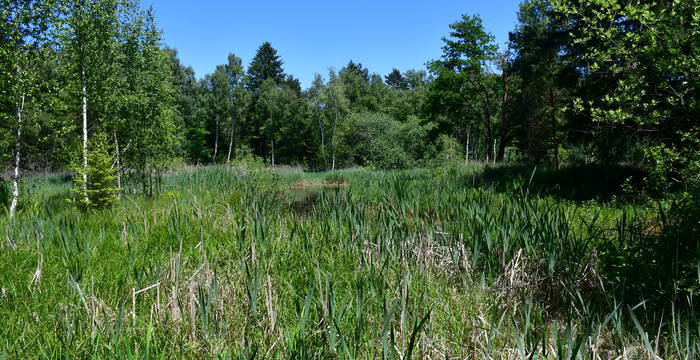 Feuchtwiese und Tümpel im Schutzgebiet Hudelmoos