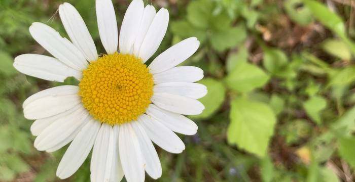 Leucanthemum im Schutzgebiet Ottenberg