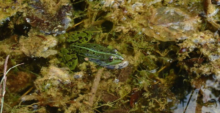 Wasserfrosch im Schutzgebiet Ottenberg