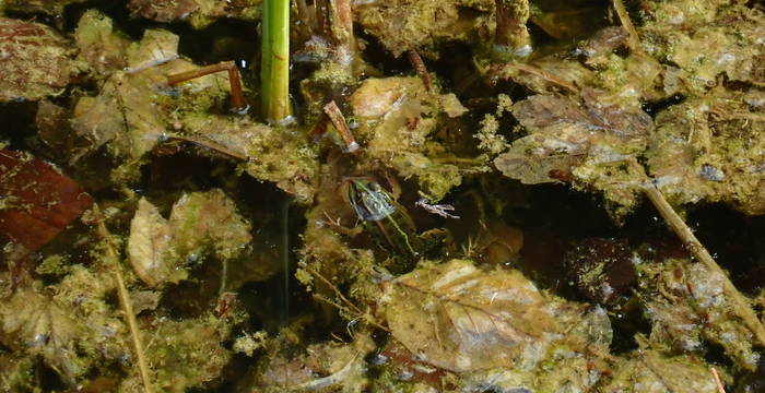 Wasserfrosch im Schutzgebiet Ottenberg