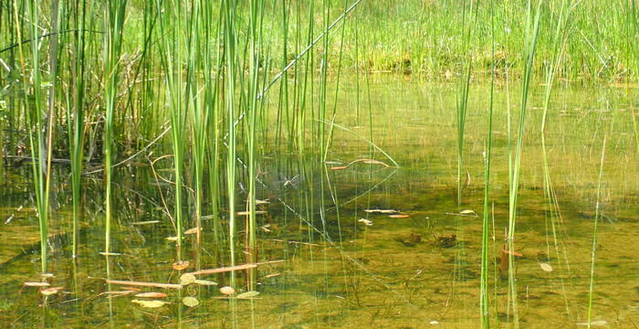 Weiher im Schutzgebiet Ottenberg