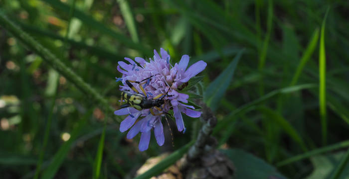 Gefleckter Schmalbock